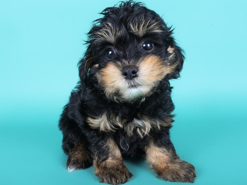 Toy Poodle-Dog-Male-Black & Tan-5110531-XO PUPS