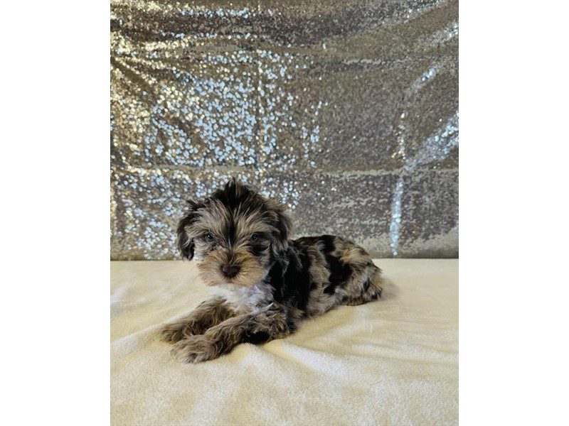 [#15051] Chocolate Merle Male Miniature Schnauzer Puppies For Sale #2