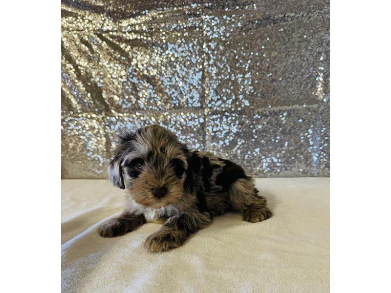 [#15052] Chocolate Merle Male Miniature Schnauzer Puppies For Sale #2