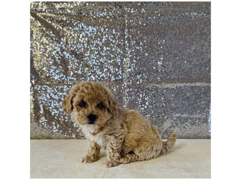 [#15053] Cream Female Cavachon Puppies For Sale #2