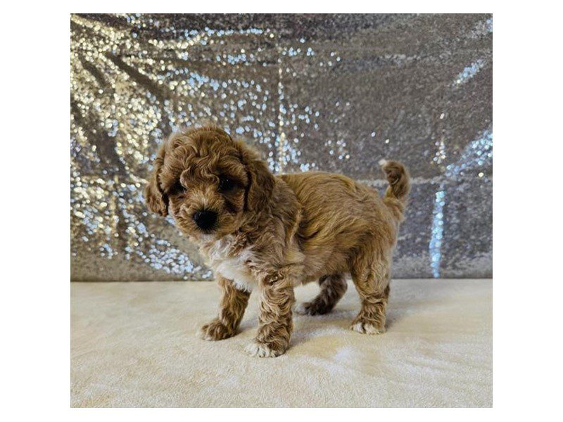 [#15054] Cream Male Cavachon Puppies For Sale #2