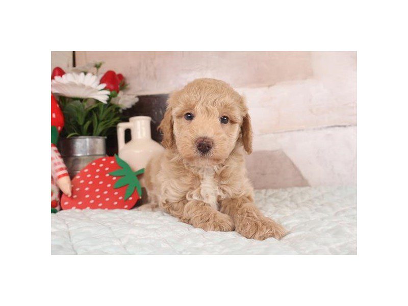 [#15049] Cream Male Miniature Poodle Puppies For Sale #2