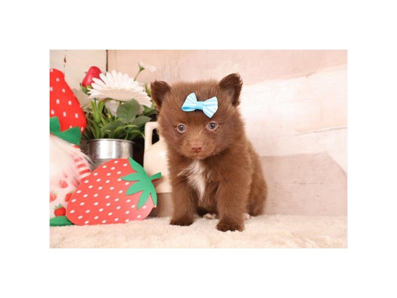 [#15050] Chocolate Female Pomeranian Puppies For Sale #2