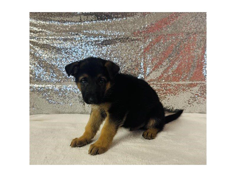 [#15048] Black / Tan Male German Shepherd Dog Puppies For Sale #2