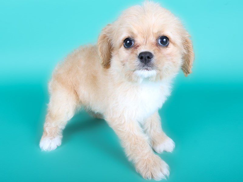 [#15025] Apricot Male Cavapoo Puppies For Sale #3