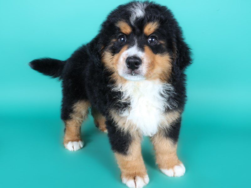 [#15035] Tri-Colored Female Miniature Bernedoodle Puppies For Sale #3