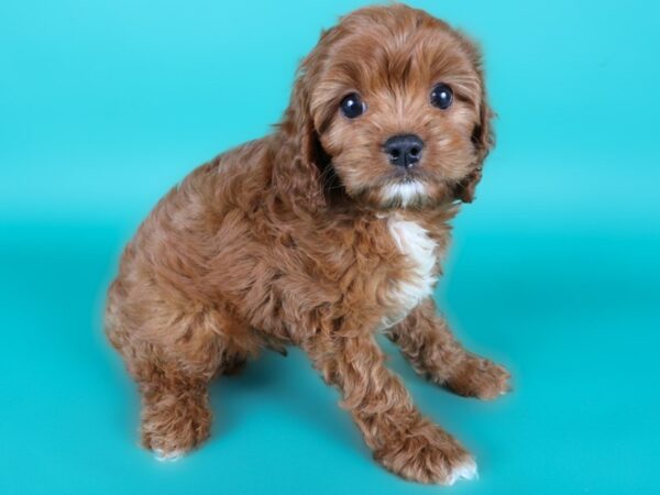 Cavapoo