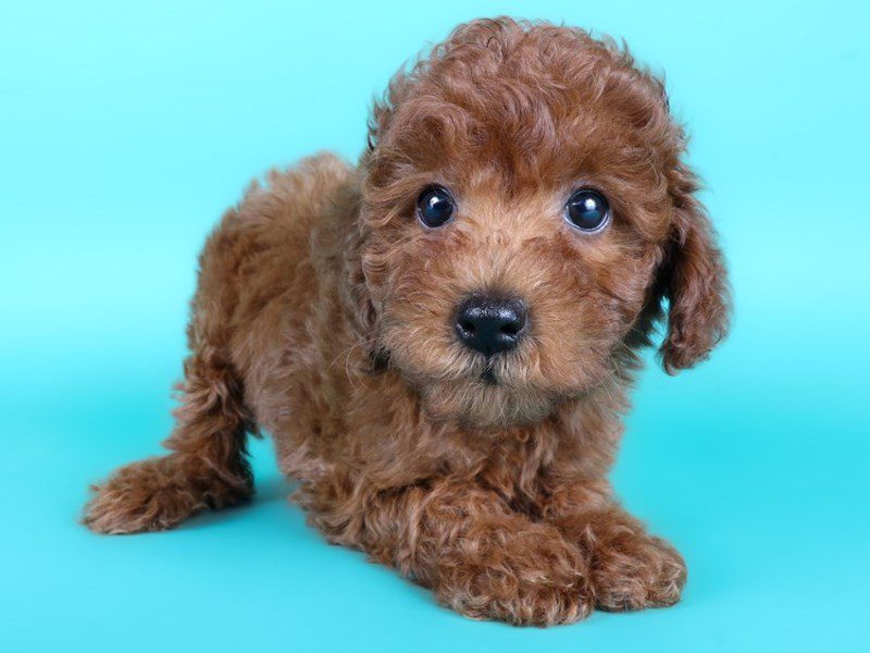 [#15040] Red Female Miniature Poodle Puppies For Sale #2