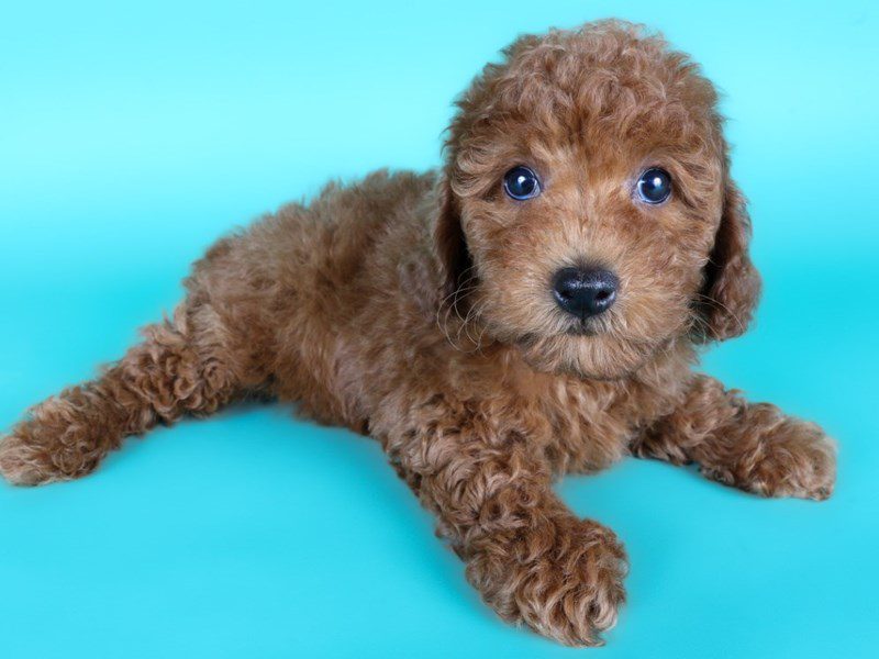 [#15041] Red Female Miniature Poodle Puppies For Sale #2