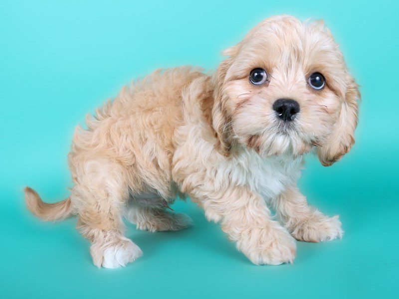 [#15043] Cream Male Cavachon Puppies For Sale #2