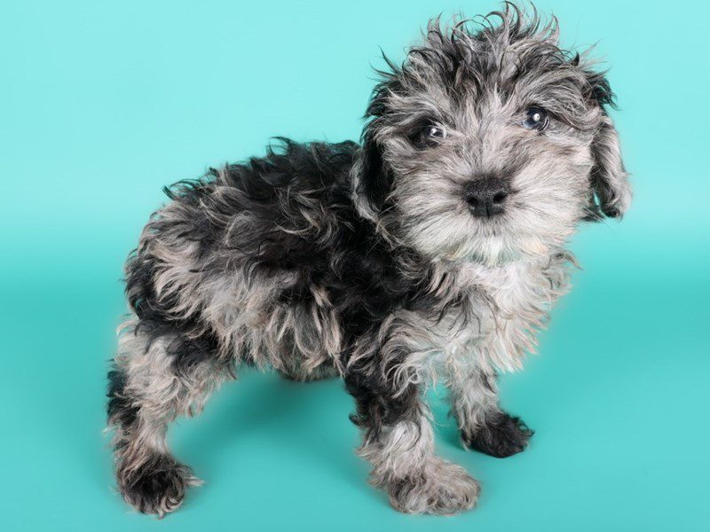 [#15047] Blue Merle / White Female Micro Mini Bernadoodle Puppies For Sale #2