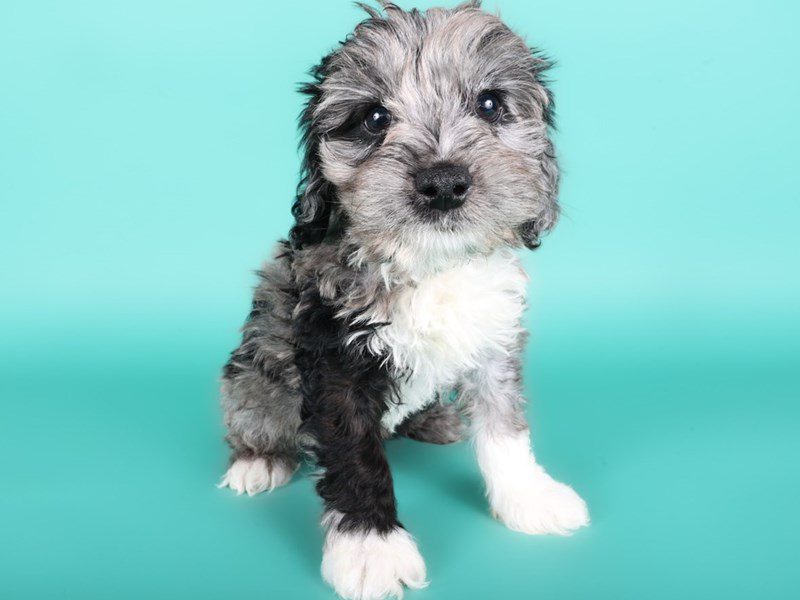 [#15046] Blue Merle / White Female Micro Mini Bernadoodle Puppies For Sale #2