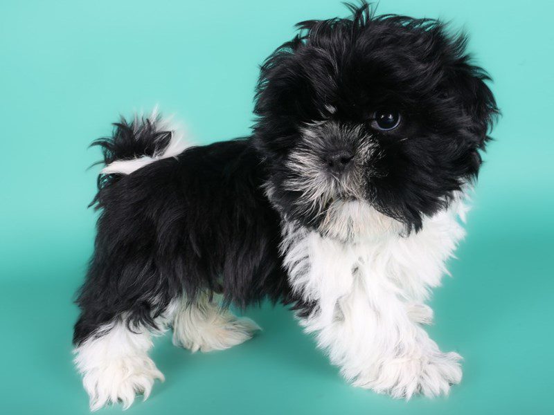 [#15044] Black & White Male Shih Tzu Puppies For Sale #2