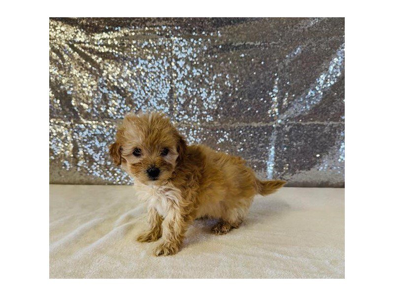 [#15064] Red Female Maltipoo Puppies For Sale #2