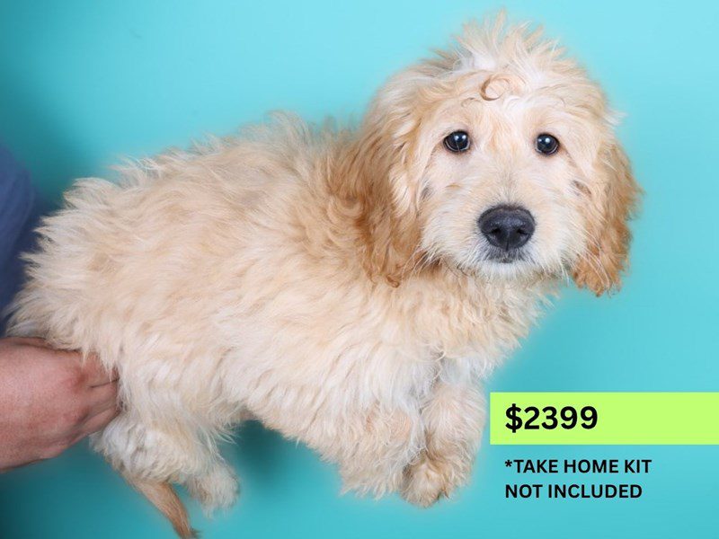 [#14998] Apricot Male Miniature Goldendoodle Puppies For Sale #5