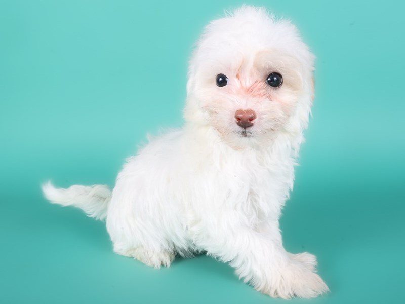 [#15063] Cream Female Maltipoo Puppies For Sale #2