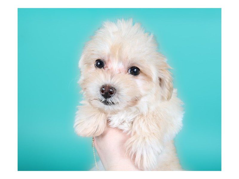 Maltipoo-Dog-Female-Apricot-5112006-XO PUPS