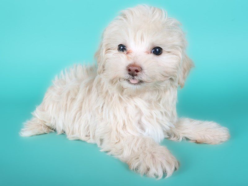 [#15061] Apricot Male Maltipoo Puppies For Sale #2