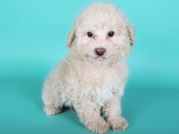Maltipoo