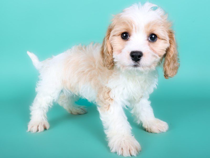 [#15059] White & Apricot Female Cavachon Puppies For Sale #2