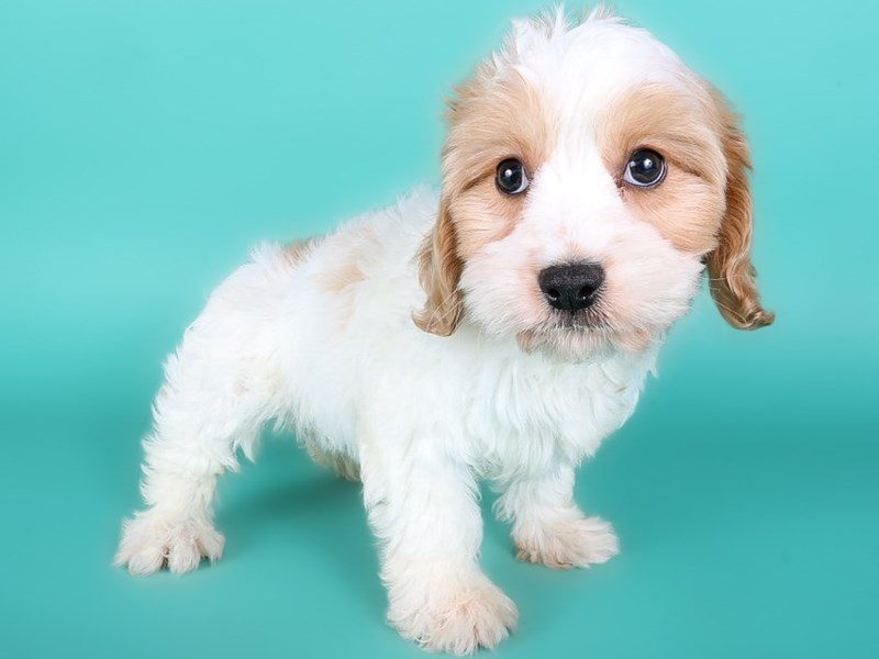 [#15058] White & Apricot Female Cavachon Puppies For Sale #2