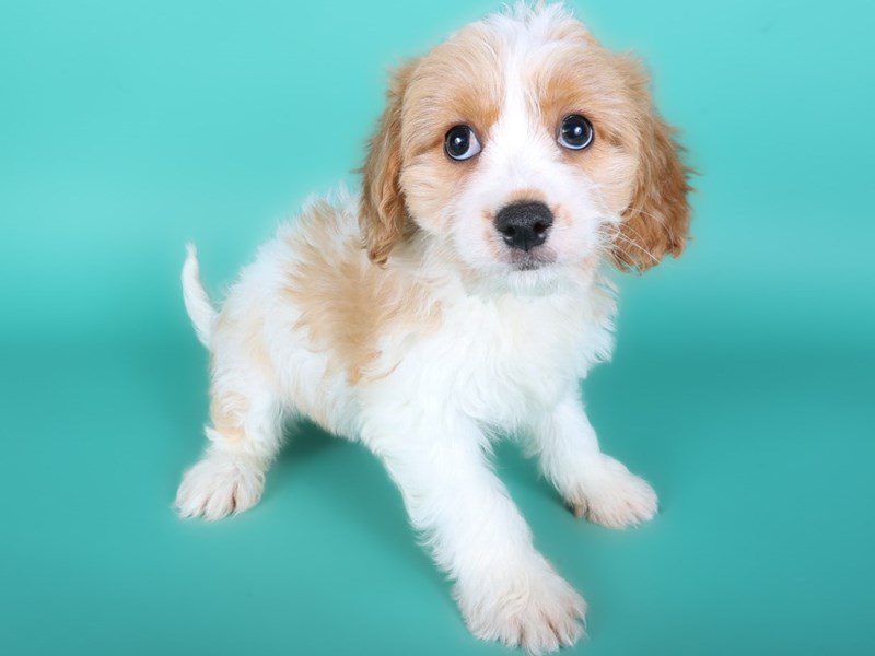 [#15057] White & Apricot Female Cavachon Puppies For Sale #2