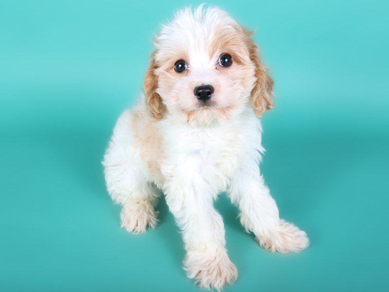 Cavachon-Dog-Male-White & Apricot-5111998-XO PUPS