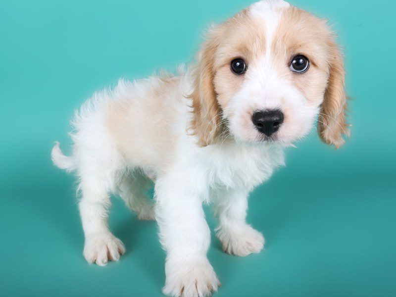 [#15055] White & Apricot Male Cavachon Puppies For Sale #2