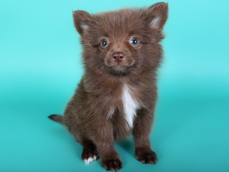 Pomeranian-Dog-Female-Chocolate-5111435-XO PUPS