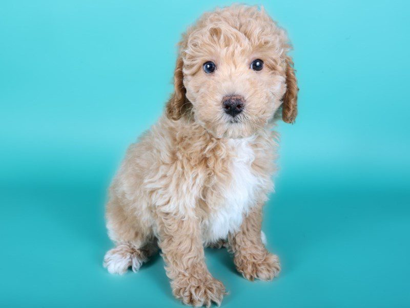 Miniature Poodle-Dog-Male-Cream-5111433-XO PUPS