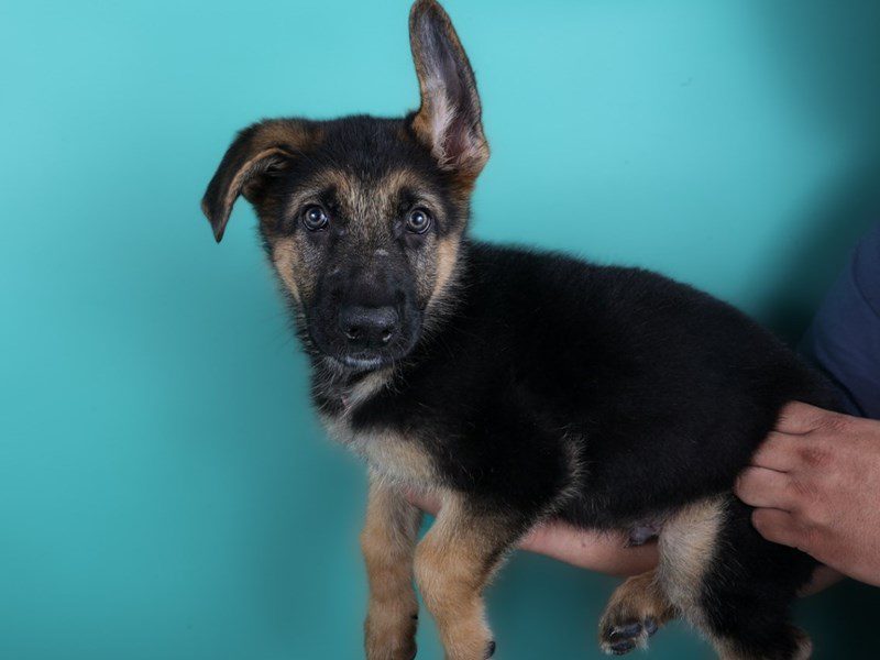 [#15048] Black / Tan Male German Shepherd Dog Puppies For Sale #3