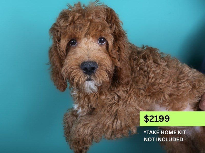 [#15008] Red Male Cavapoo F1B Puppies For Sale #4