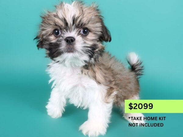 Shih Tzu