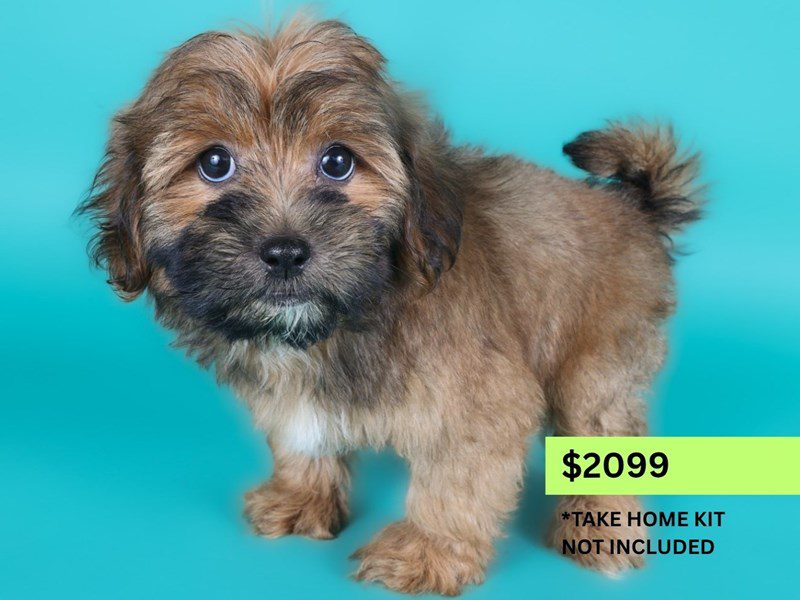 [#15018] Red Sable Male Lhasapoo Puppies For Sale #3