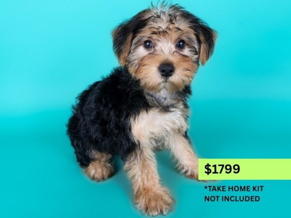 Yorkiepoo