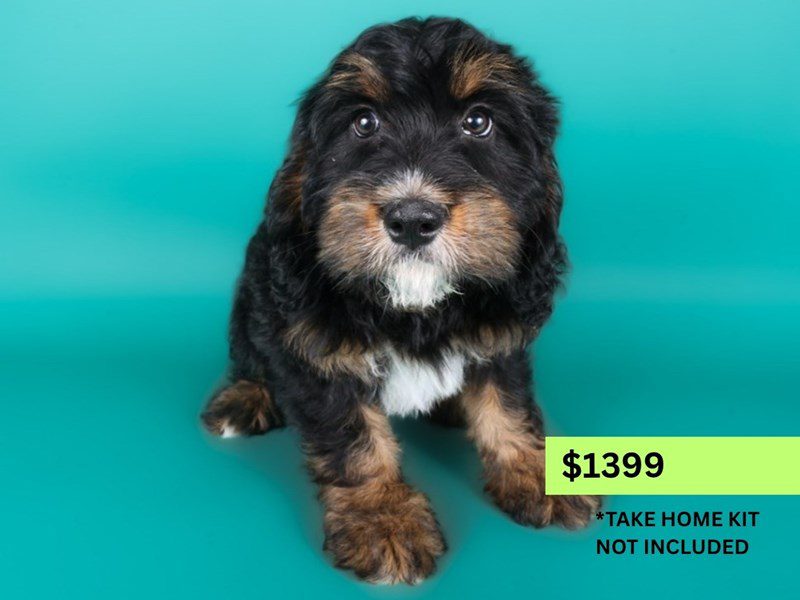 Miniature Bernedoodlier-Dog-Male-Tri-Colored-5103000-XO PUPS