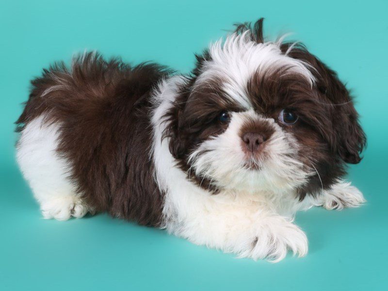 [#15037] Chocolate / White Male Shih Tzu Puppies For Sale #3