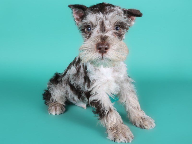 [#15051] Chocolate Merle Male Miniature Schnauzer Puppies For Sale #3