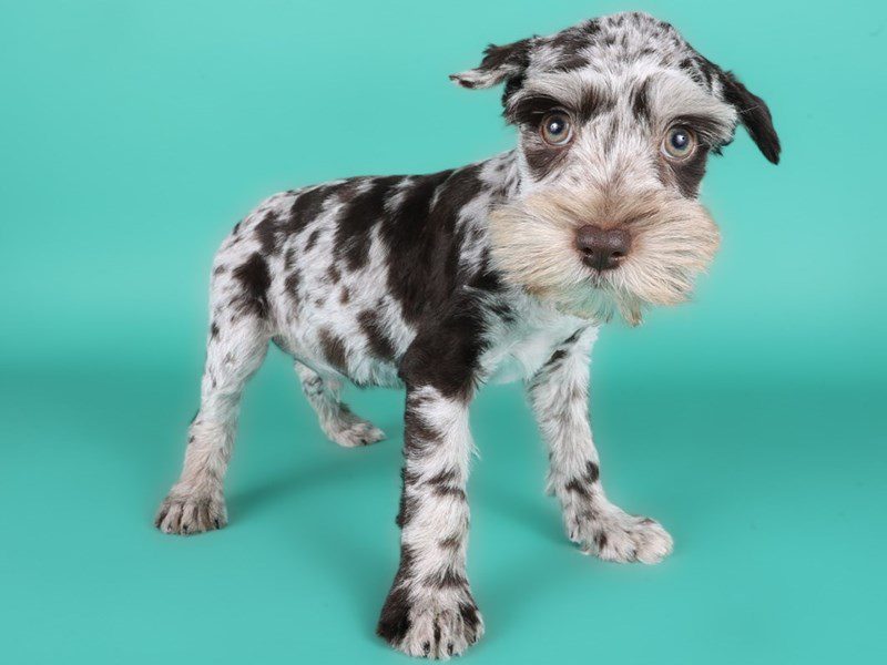 [#15052] Chocolate Merle Male Miniature Schnauzer Puppies For Sale #3