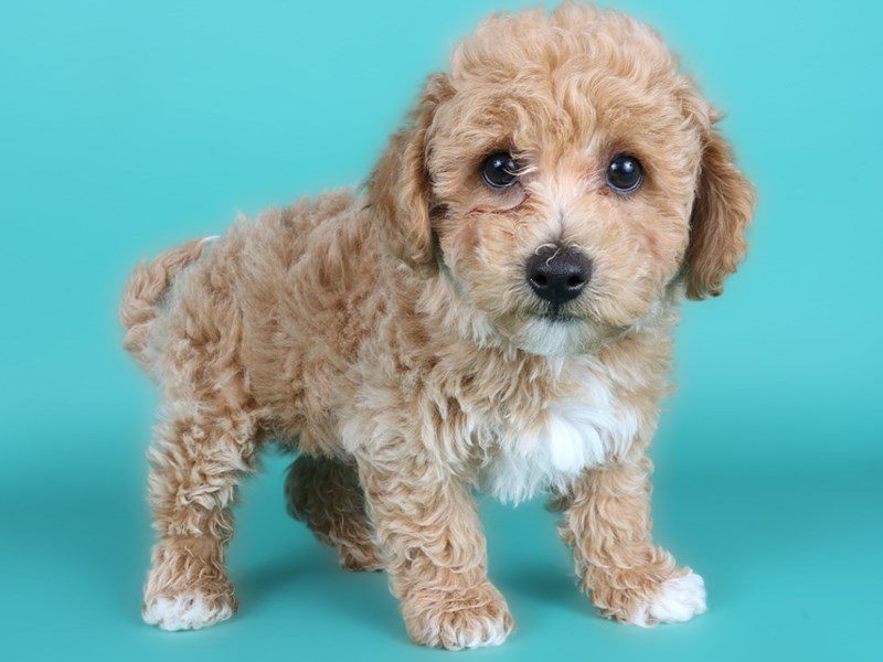 Cavachon-Dog-Male-Cream-5111432-XO PUPS
