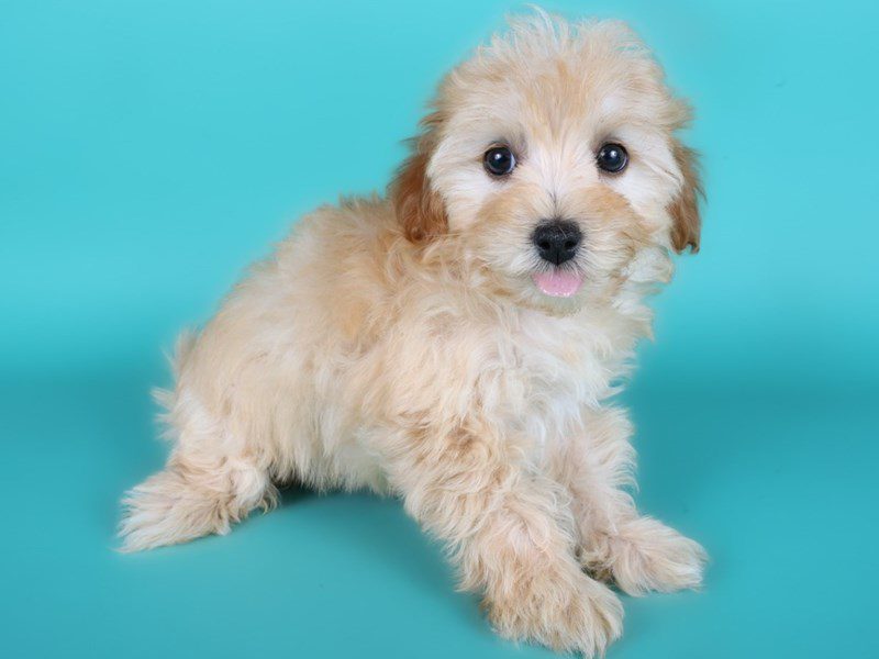 [#15064] Red Female Maltipoo Puppies For Sale #3