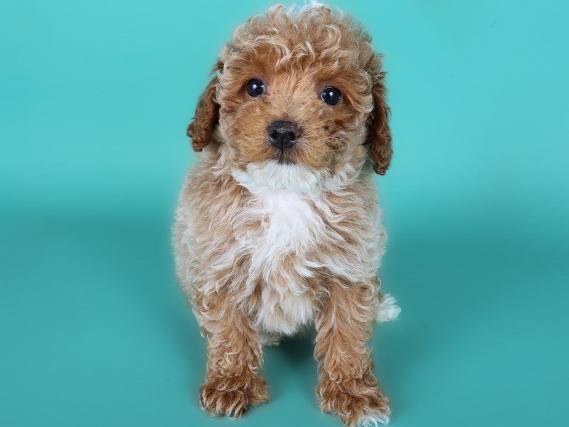 Poodle Mini-Dog-Male-Apricot-5112586-XO PUPS