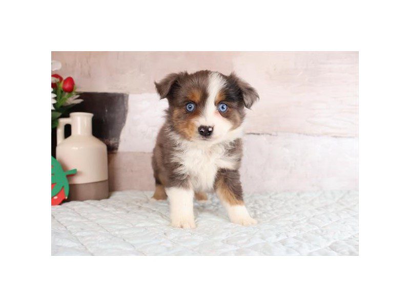 [#15067] Blue Merle Male Toy Australian Shepherd Puppies For Sale #2