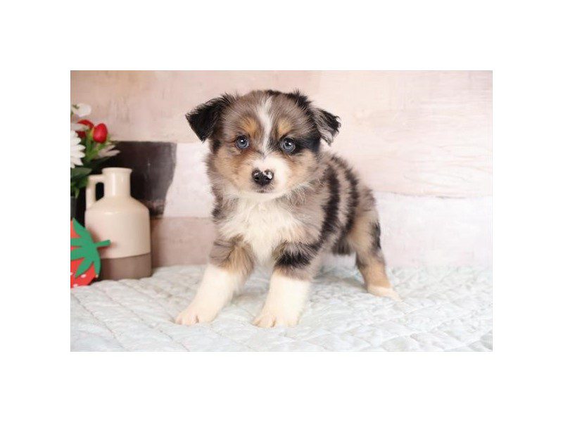 [#15068] Blue Merle Male Toy Australian Shepherd Puppies For Sale #2