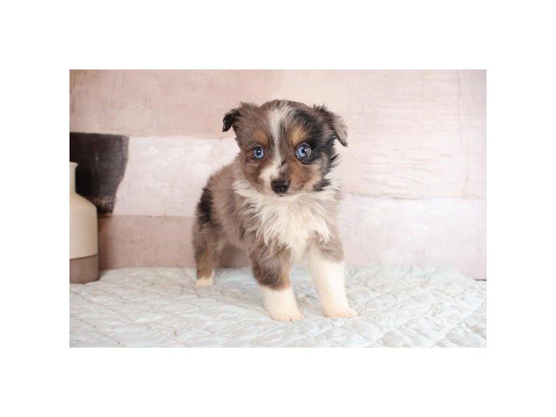 [#15069] Blue Merle Male Toy Australian Shepherd Puppies For Sale #2