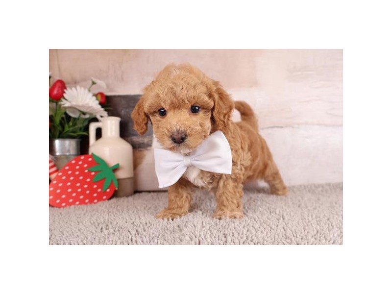 [#15070] Red Male Maltipoo Puppies For Sale #2