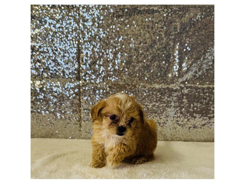 [#15066] Red Female Shihpoo Puppies For Sale #2
