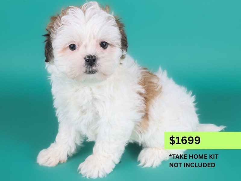 [#15004] White / Sable Female Teddy Bear Puppies For Sale #4