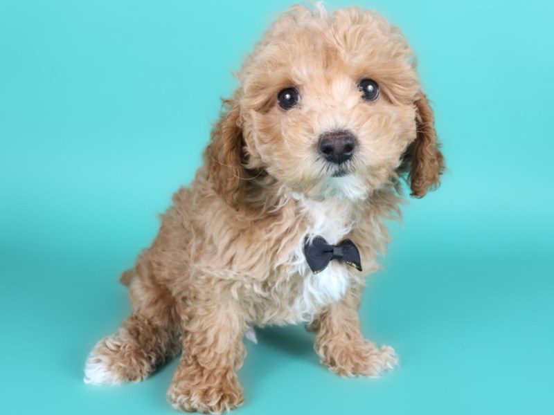 Maltipoo-Dog-Male-Red-5114170-XO PUPS