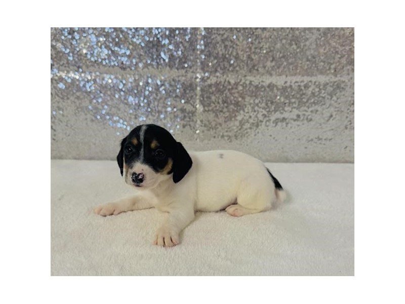[#15073] Black White / Tan Female Jack Russell Terrier Puppies For Sale #2